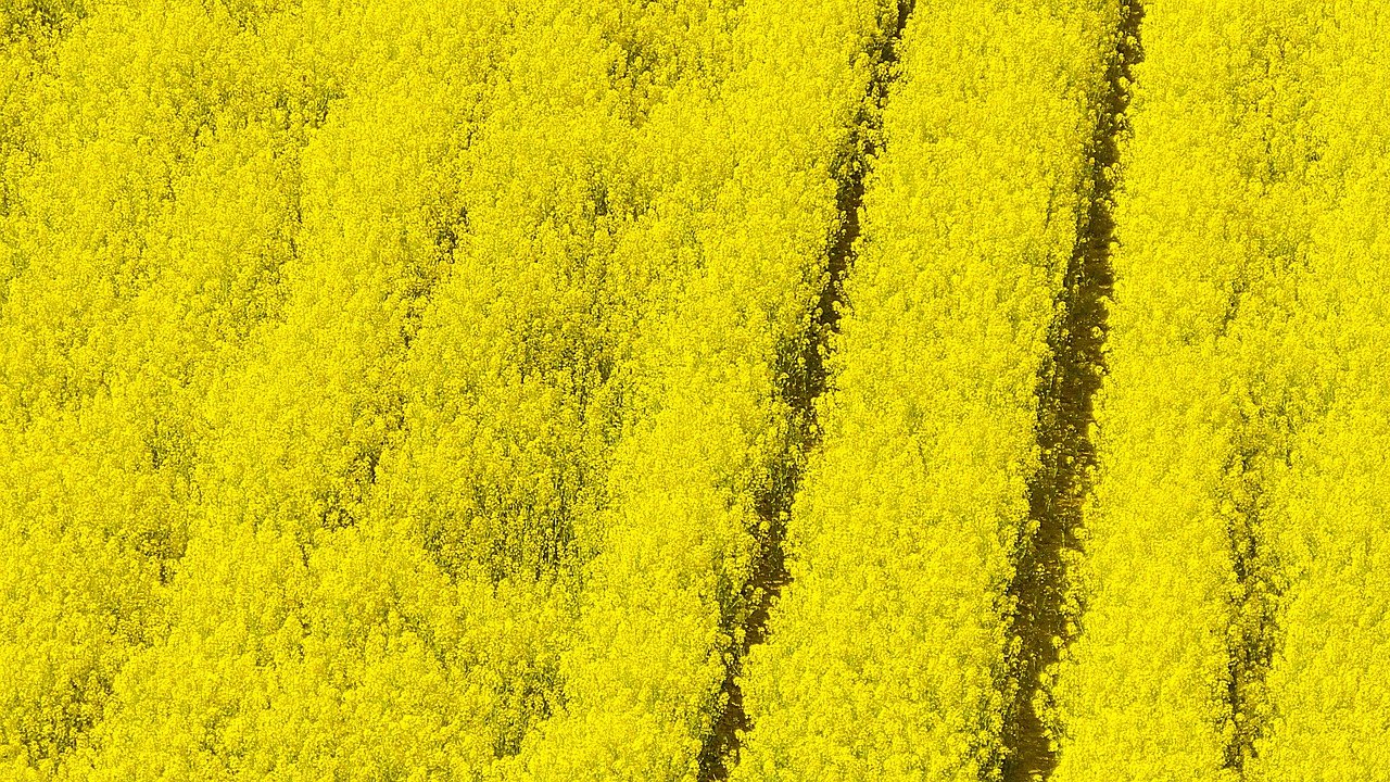 BC Immigration Update: 395 ITAs issued for nomination