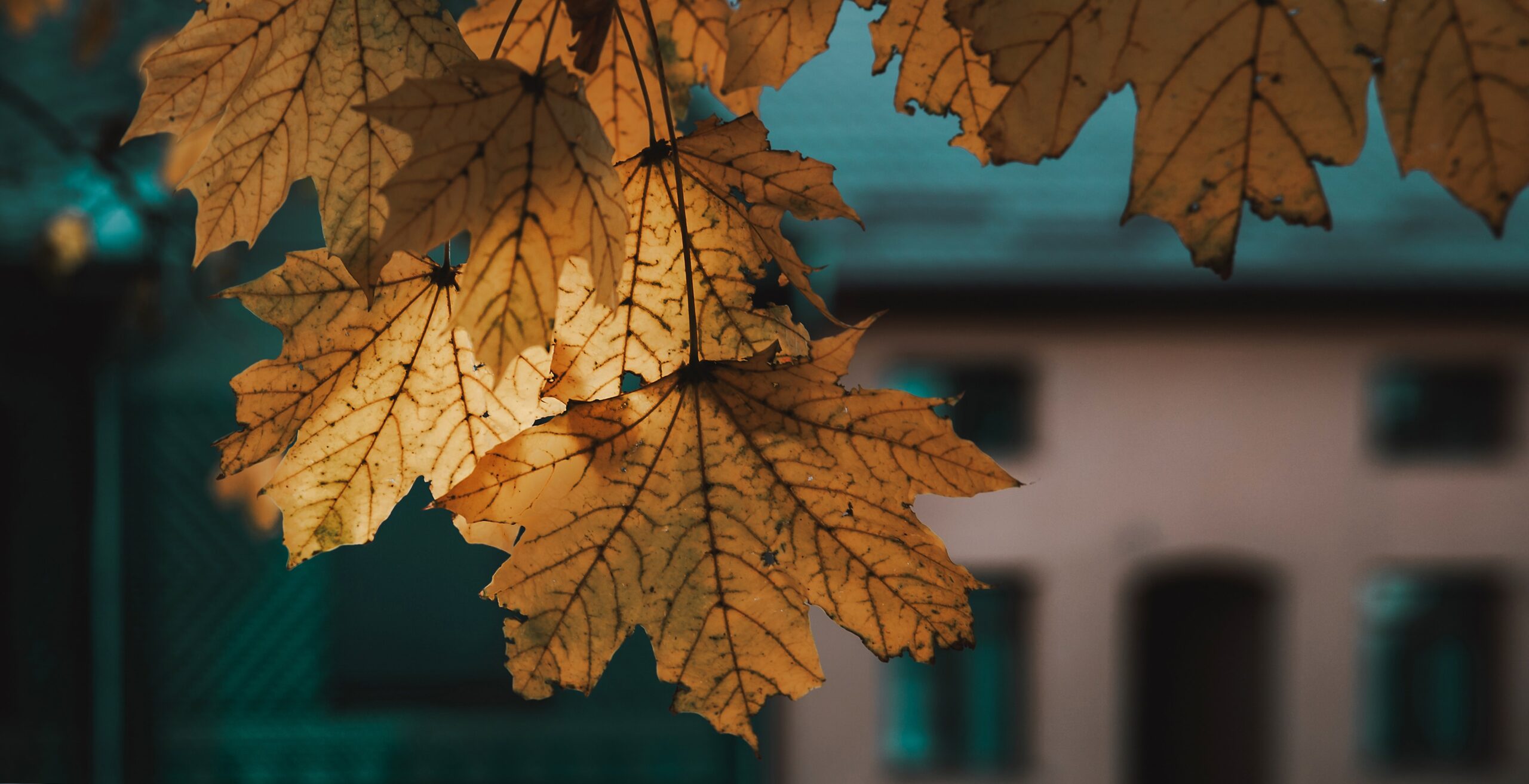 Understanding Express Entry FSW and CEC pathway for Canada PR